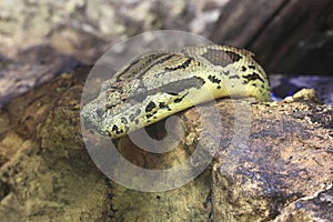 Malagasy tree boa photo