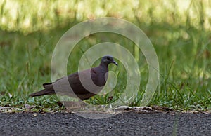 Malagasy turtle dove foraging on the ground