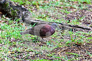 Malagasy turtle dove, nesoenas picturatus