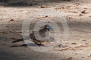 Malagasy turtle dove, nesoenas picturatus