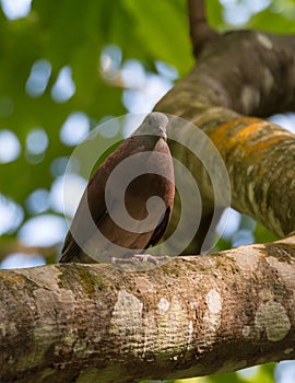 Malagasy turtle dove resting on a tree branch