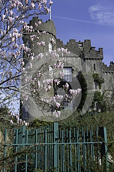 Castle with Magnolia Flowers Branch