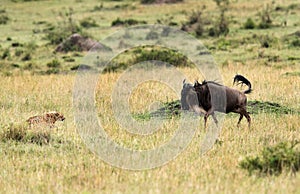 Malaika Cheeta cub and wildebeest face to face, Masai Mara