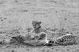 Malaika cheeta and her cubs resting, Masai Mara