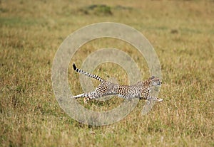 Malaika cheeta running after a wildebeest, Masai Mara