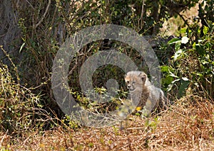 Malaika Cheetah cub coming out of bush at  Masai Mara