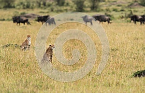 Malaika Cheetah and cub looking for a wildebeest in Masai Mara Grassland
