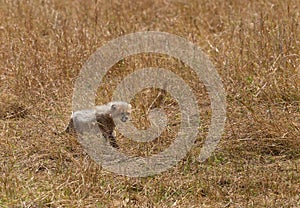 Malaika Cheetah cub in Masai Mara Grassland