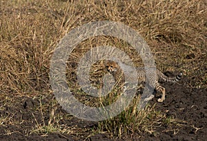 Malaika Cheetah cub at Masai Mara, Kenya