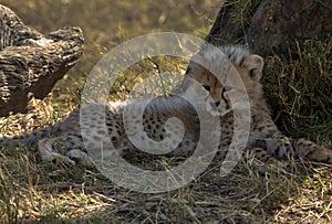 Malaika Cheetah cub resting under a tree at Masai Mara, Kenya