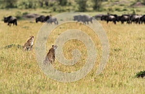 Malaika Cheetah and cubs observing wildebeests in Masai Mara Grassland