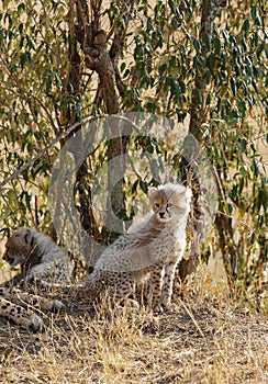 Malaika cheetah cubs resting near a bush