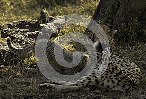 Malaika Cheetah feeding her cub resting under a tree at Masai Mara, Kenya