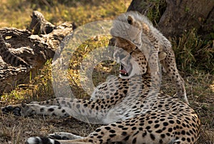 Malaika Cheetah and her cub , Masai Mara Grassland, Kenya