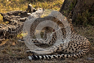 Malaika Cheetah with her cub resting under a tree at Masai Mara, Kenya