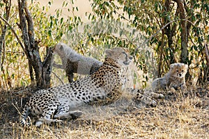 Malaika cheetah and her cubs resting in bushes