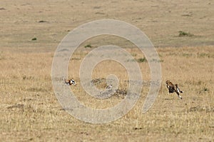Malaika Cheetah hunting Thomson Gazelles