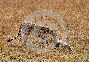 Malaika Cheetah leaking her cub, Masai Mara