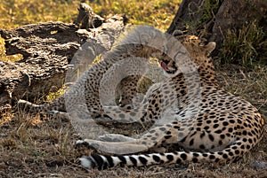 Malaika Cheetah loving her cub , Masai Mara Grassland, Kenya