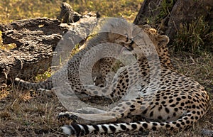 Malaika Cheetah loving her cub , Masai Mara Grassland, Kenya