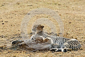 Malaika and her beautiful cubs resting in the grassland of Masai Mara