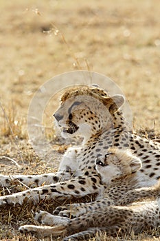 Malaika and her cub resting