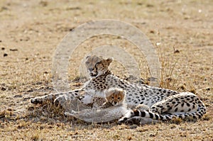 Malaika and her cubs resting, Masai Mara