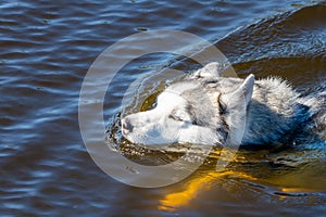 Malamute alaska dog swim in a river