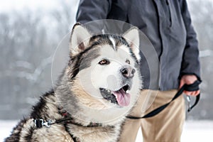 Malamute cute big dog sitting. winter season. lifestile with dogs. realistic.