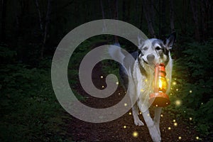 Malamute dog carrying a lit lantern in the dark