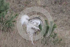 A Malamute dog marks a coniferous tree in a field