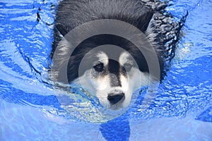 Malamute Dog Paddling in a Swimming Pool