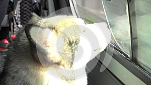 Malamute dog pokes head out the window of traveling car