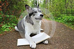 Dog holding a book with a pencil in its mouth
