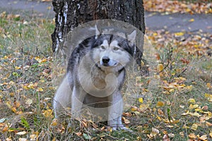 A Malamute dog relieves itself near a tree photo