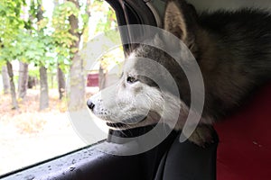 A Malamute dog rides in a car and looks out the window