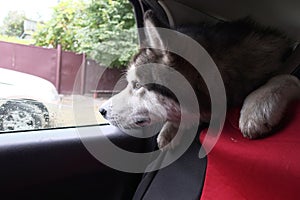 A Malamute dog rides in a car and looks out the window