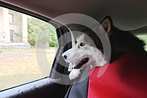 A Malamute dog rides in a car and looks out the window