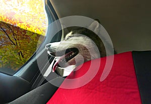 A Malamute dog rides in a car and looks out the window