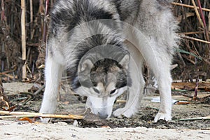 A Malamute dog smelled a footprint in the sand