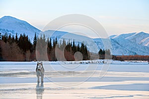 Malamute dog walking on frozen lake. Winter landscape with snowy mountains, trees and the frozen lake in Yakutia, Siberia, Russia.