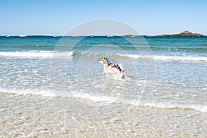 Malamute or Husky dog playing in the waves of a large beach in Brittany in summer