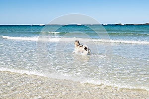 Malamute or Husky dog playing in the waves of a large beach in Brittany in summer