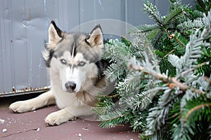 malamute next to a toppled christmas tree, looking caught