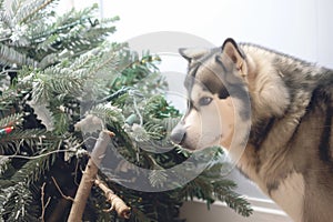 malamute next to a toppled christmas tree, looking caught