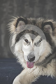 Malamute portrait with a tongue out