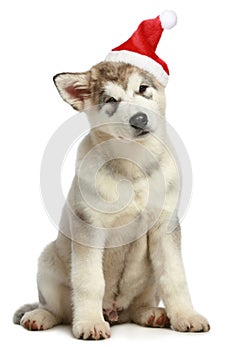 Malamute puppy in Christmas hat