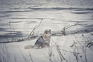 Malamute puppy sitting in snow