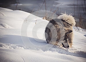 Malamute puppy in snow