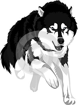 Malamute